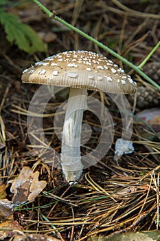 Panther cap mushroom