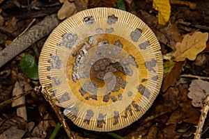 Panther cap mushroom in the forest, also called Amanita pantherina or Pantherpilz