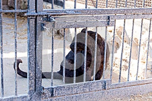 Panther in captivity in a zoo behind bars. Power and aggression in the cage.