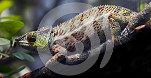 Panther chameleon 1