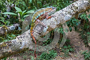 Panther Chameleon