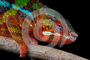 Panter chameleón 