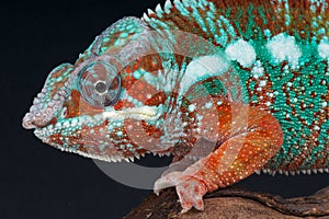 Panther chameleon