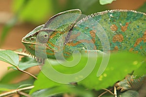 Panther chameleon