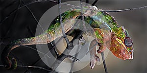 Panther chameleon 3