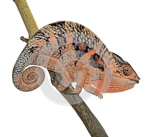 Panther Chameleon