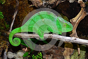 Panther Chameleon