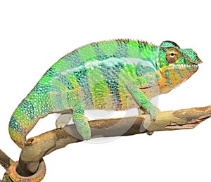 Panther Chameleon