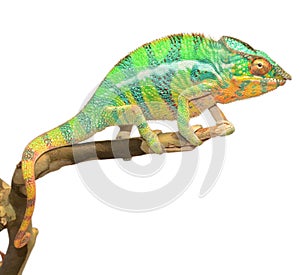 Panther Chameleon