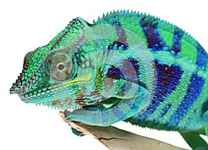 Panther Chameleon