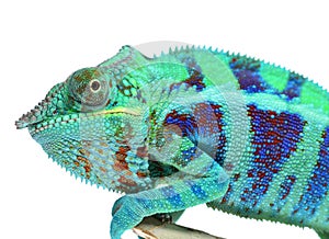 Panther Chameleon