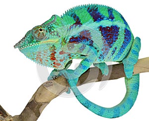 Panther Chameleon