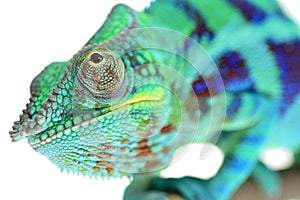 Panther Chameleon