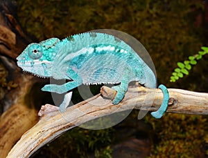 Panther Chameleon