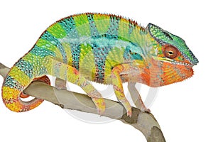 Panther Chameleon