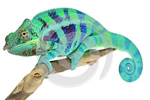 Panther Chameleon