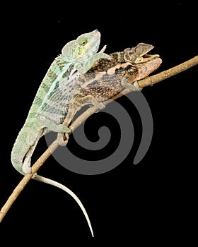 Panther Chameleon