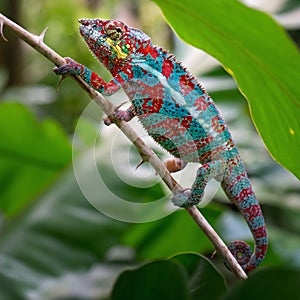 Panther Chameleon