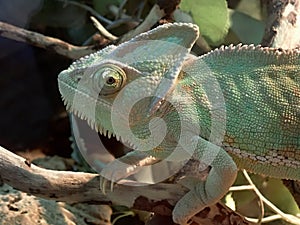 Chameleóny - Chamaeleo calyptratus