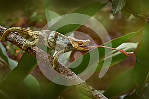 Panther chameleon catch insect on tree branch, Furcifer pardalis, sitting on the in the nature habitat, Ranomafana NP. Endemic