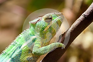 Panther chameleon climbs on a tree