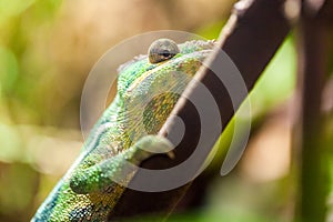 Panther chameleon climbs on a tree