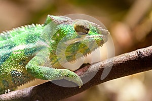 Panther chameleon climbs on a tree