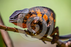Panther chameleon closeup, Furcifer pardalis, Andasibe, Madagascar