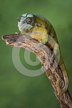 Panther chameleon full length
