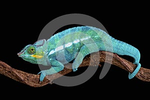 Panther chameleon (Furcifer paradise)