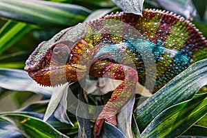Panther Chameleon, Furcifer pardalis