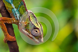 Panther chameleon - Furcifer pardalis