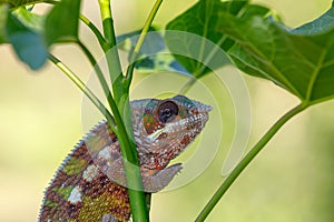 Panther chameleon Furcifer pardalis