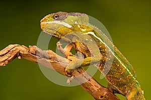 Panther chameleon Furcifer pardalis