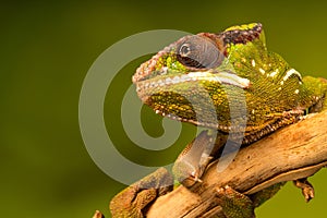 Panther chameleon Furcifer pardalis