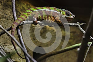 Panther chameleon Furcifer pardalis