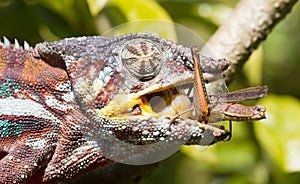 Panther chameleon Furcifer pardalis