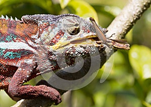 Panther chameleon Furcifer pardalis