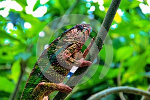 Panther chameleon Furcifer pardalis