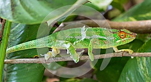 Panther chameleon Furcifer pardalis