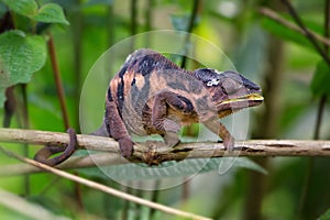 Panther Chameleon - Furcifer pardalis