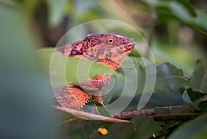 Panther Chameleon - Furcifer pardalis