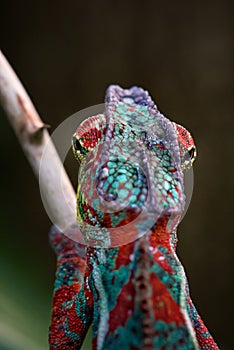 Panther Chameleon - Furcifer pardalis