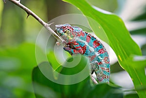 Panther Chameleon - Furcifer pardalis
