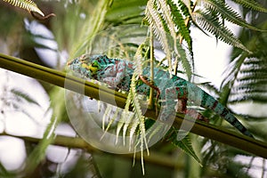 Panther Chameleon - Furcifer pardalis