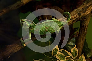 The panther chameleon Furcifer pardalis.