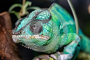 Panther Chameleon. Furcifer pardalis.