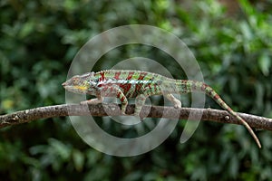 Panther Chameleon - Furcifer pardalis