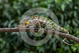 Panther Chameleon - Furcifer pardalis