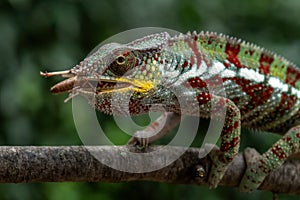 Panther Chameleon - Furcifer pardalis